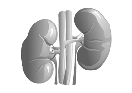 Kidney & Urinary System