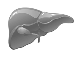 Liver & Gall Bladder
