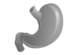 Stomach & Oesophagus